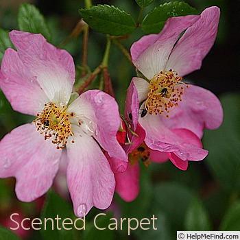 'Scented Carpet' rose photo