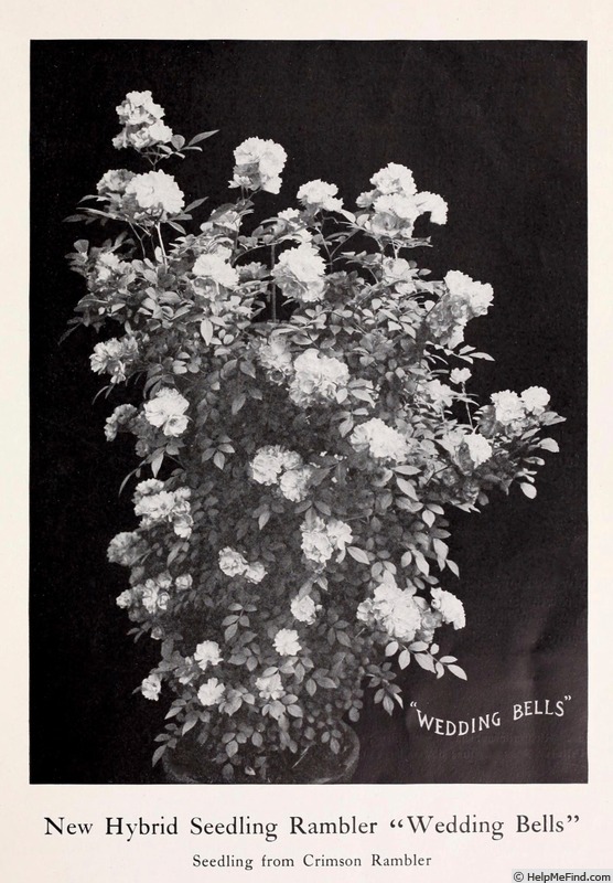 'Wedding Bells (rambler, Walsh, 1905)' rose photo