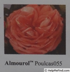 'Almourol ™' rose photo