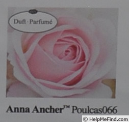 'Anna Ancher™' rose photo