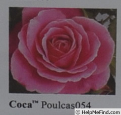 'Coca ™' rose photo