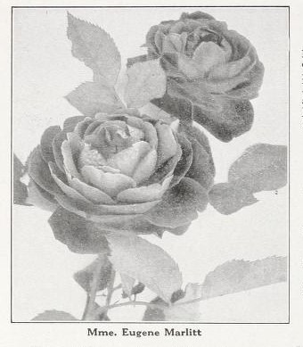 'Madame Eugène E. Marlitt' rose photo
