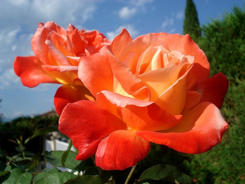 'Lindaraja' rose photo