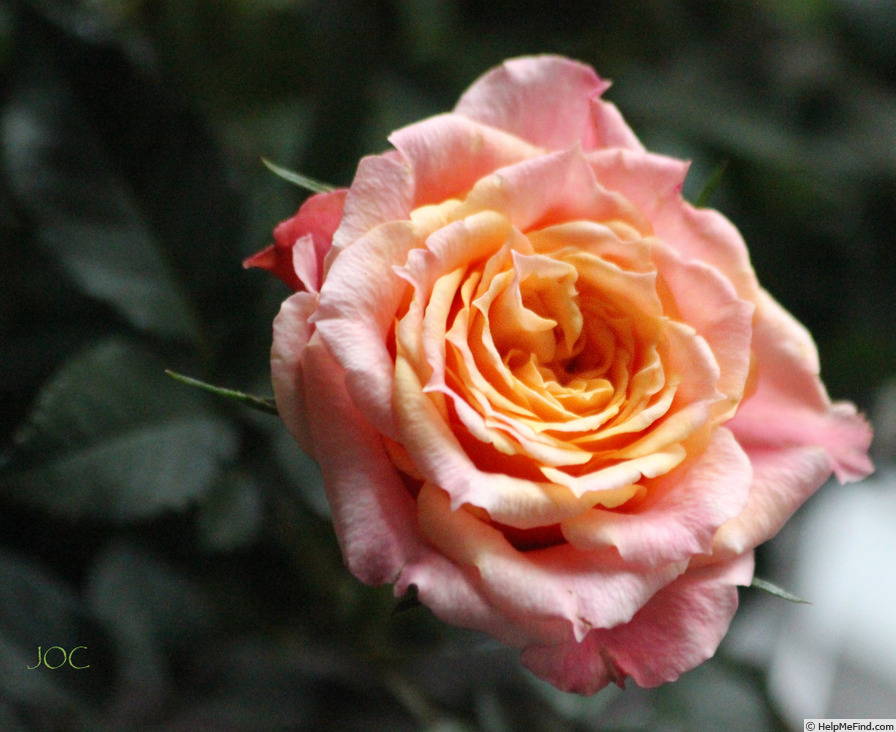 'Apollo Parade ®' rose photo