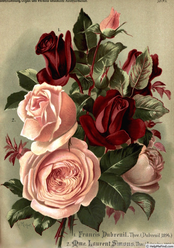 'Francis Dubreuil (Tea, Dubreuil, 1894)' rose photo