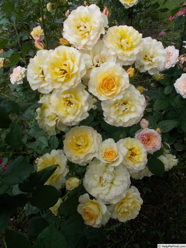 'LandLust ®' rose photo