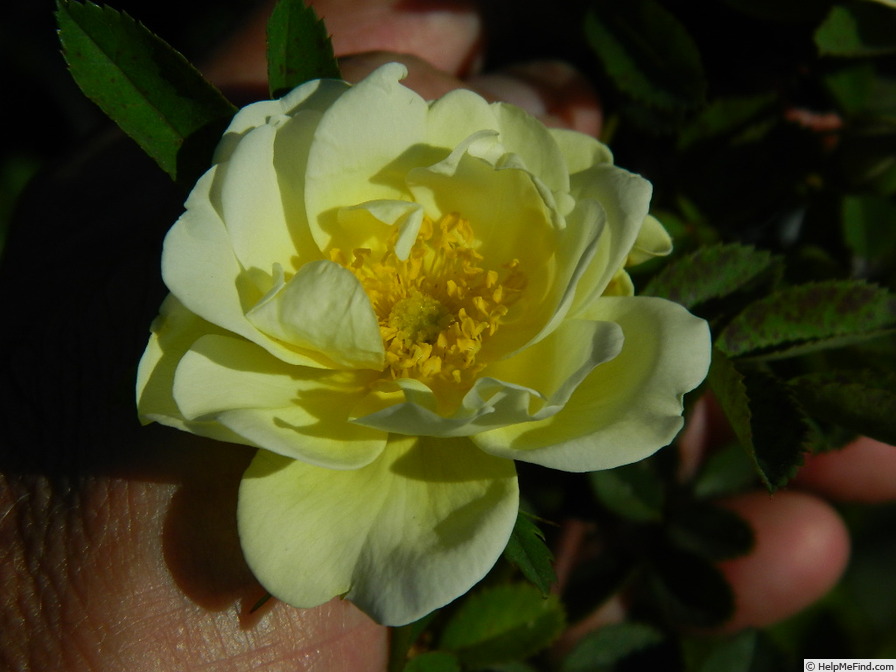 '1-72-1Hugonis flore plena' rose photo
