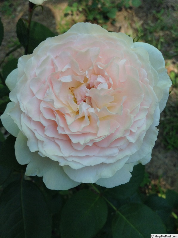 'Bliss (floribunda, Kordes, 2003)' rose photo