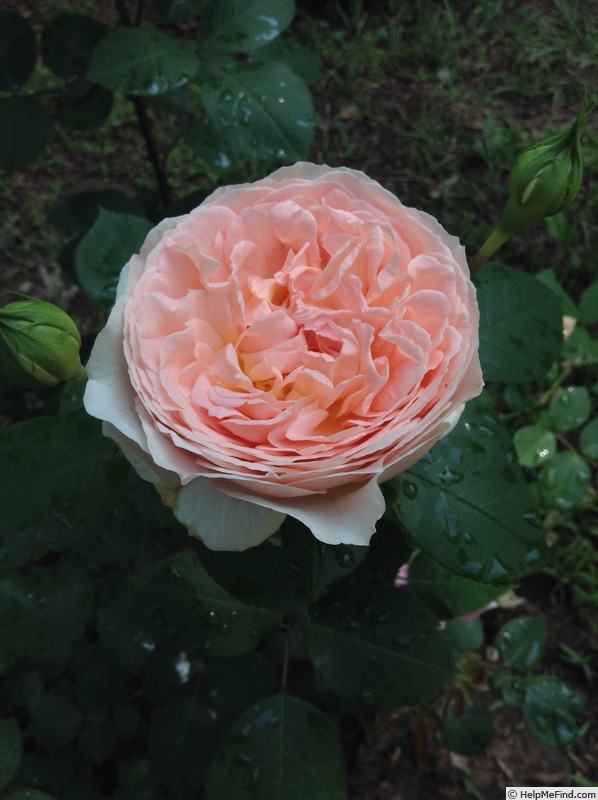 'Bliss (floribunda, Kordes, 2003)' rose photo