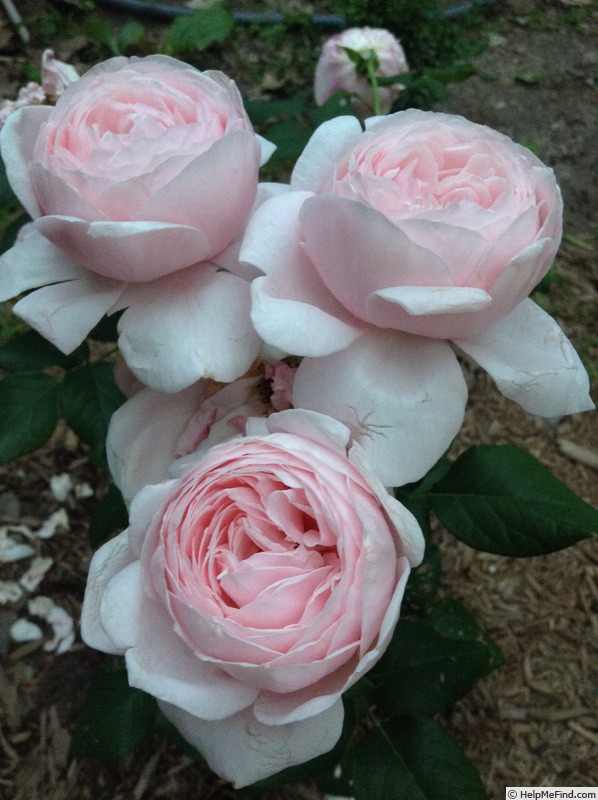 'Nahéma' rose photo