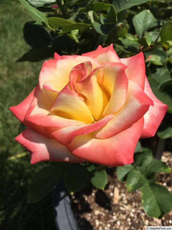 'Call Me Beautiful' rose photo