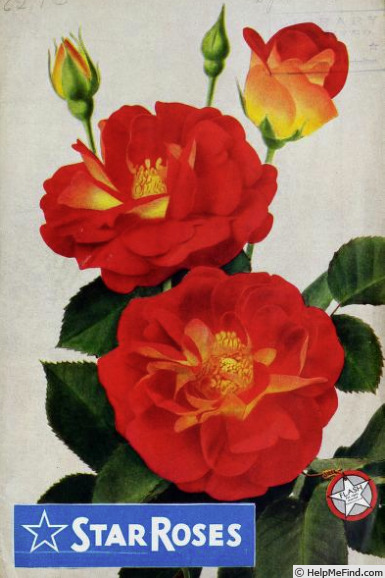 'Flash (climber, Hatton, 1938)' rose photo