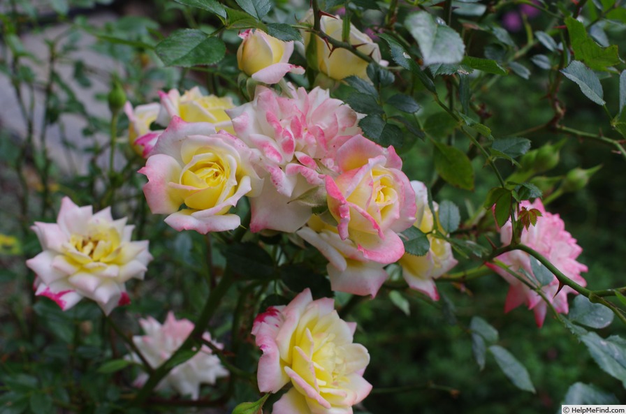 'Sierra Sunrise' rose photo