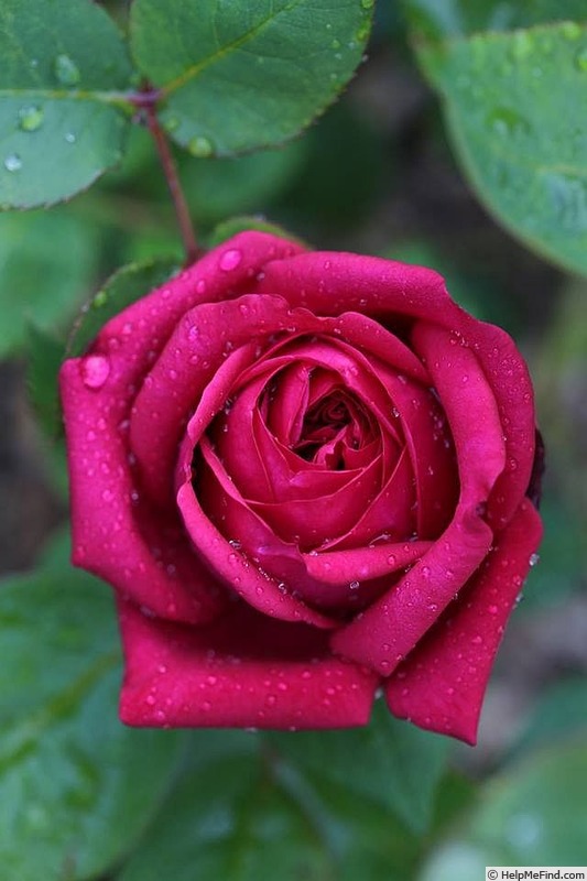 'Ruffled Burgundy' rose photo