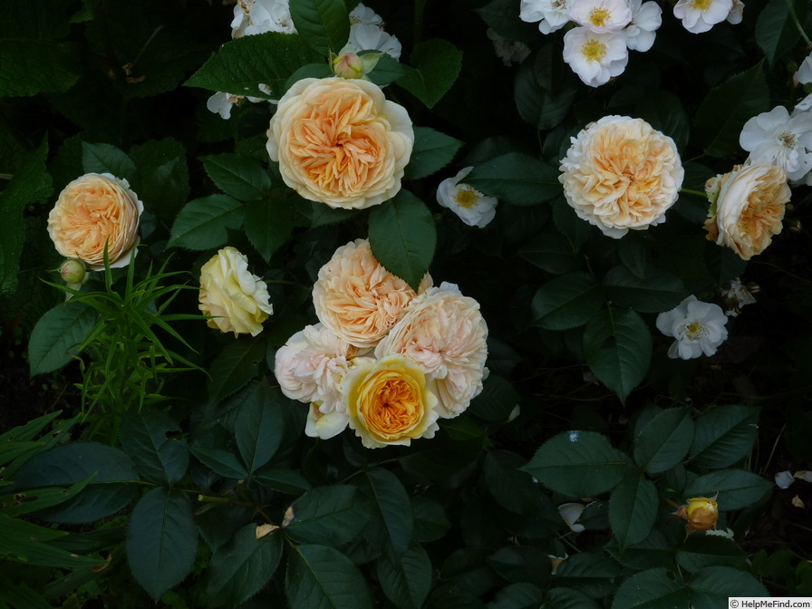 'Chippendale Gold' rose photo
