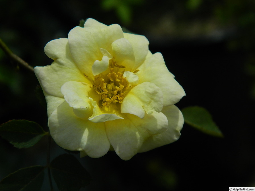 'Lynnie-Hugonis' rose photo