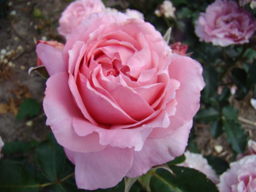 'Super Pink' rose photo