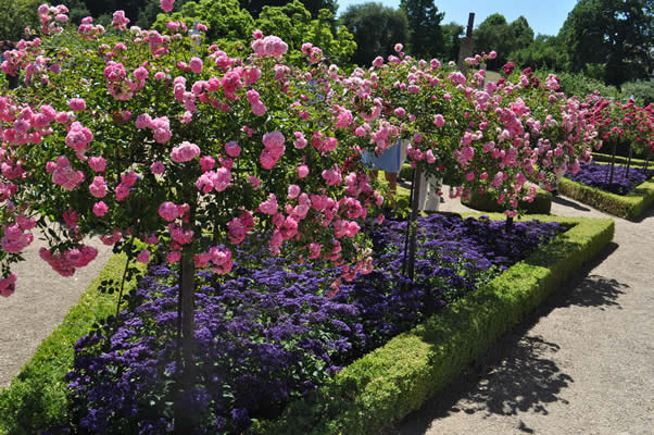 'Dronning Louises Rosenhave / Queen Louise's Rose Garden'  photo