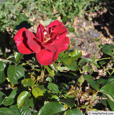 'Grevinde Danneskjold Samsoe' rose photo