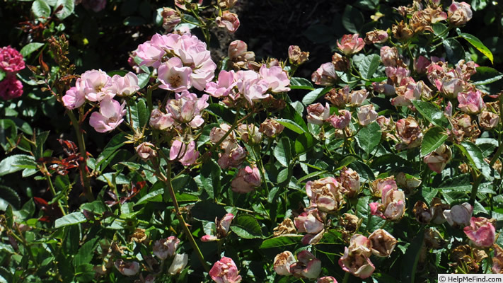 'Harriet Poulsen' rose photo