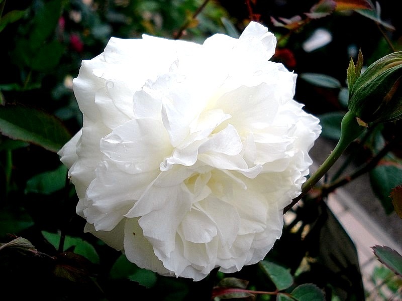 'Susan Williams-Ellis' rose photo