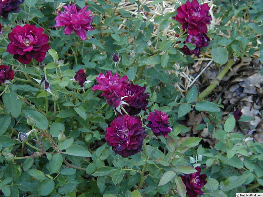 'Purple Buttons (Shrub, Rupert, 1993)' rose photo