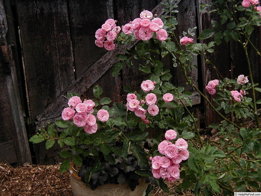 'Morey's Pink' rose photo