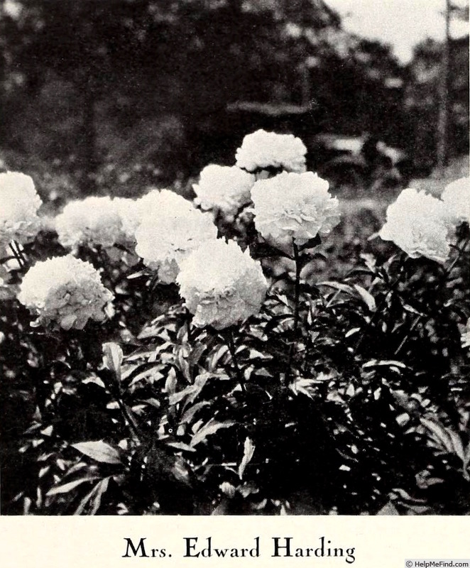 'Mrs. Edward Harding' peony photo