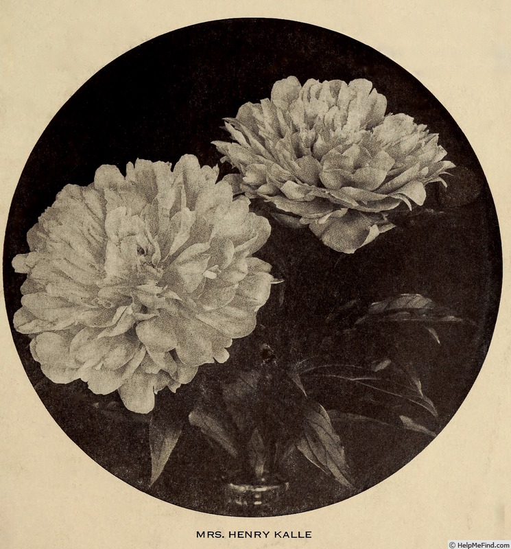 'Mrs. Henry Kalle' peony photo