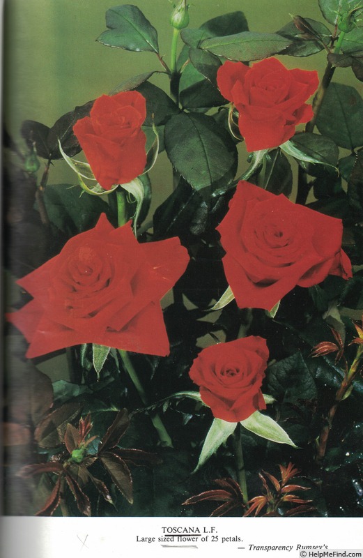 'Toscana (floribunda, Kordes, 1991)' rose photo