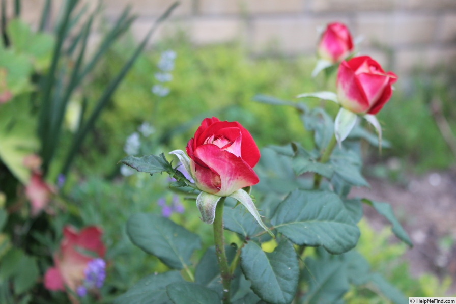 'Friendship ® (Florist Rose, Meilland International)' rose photo