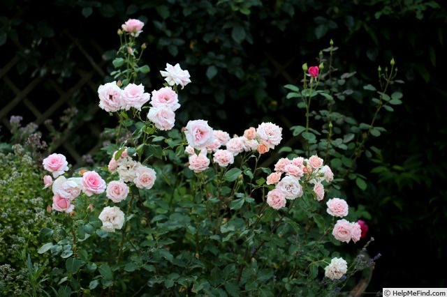 'Lipstick Pink' rose photo
