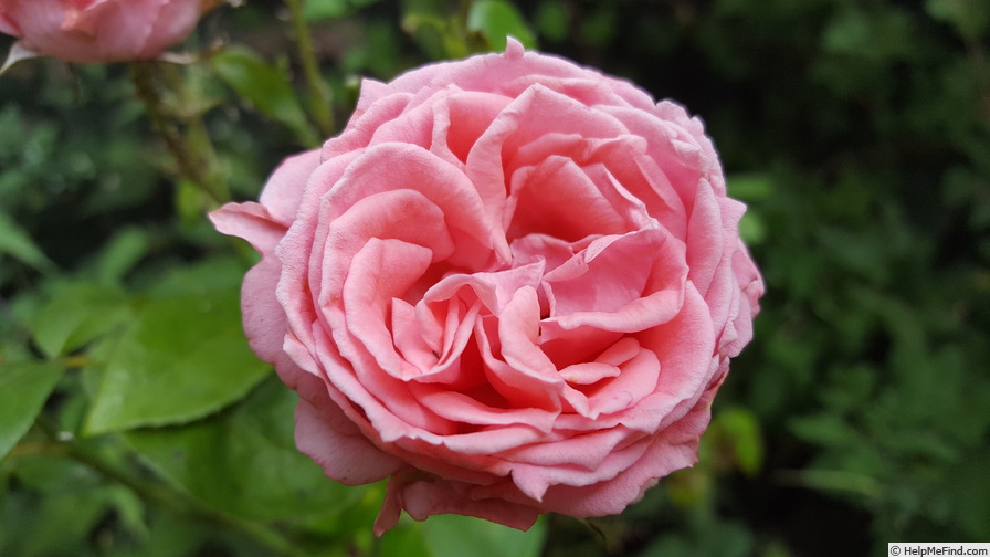 'Norah Gabbattass' rose photo
