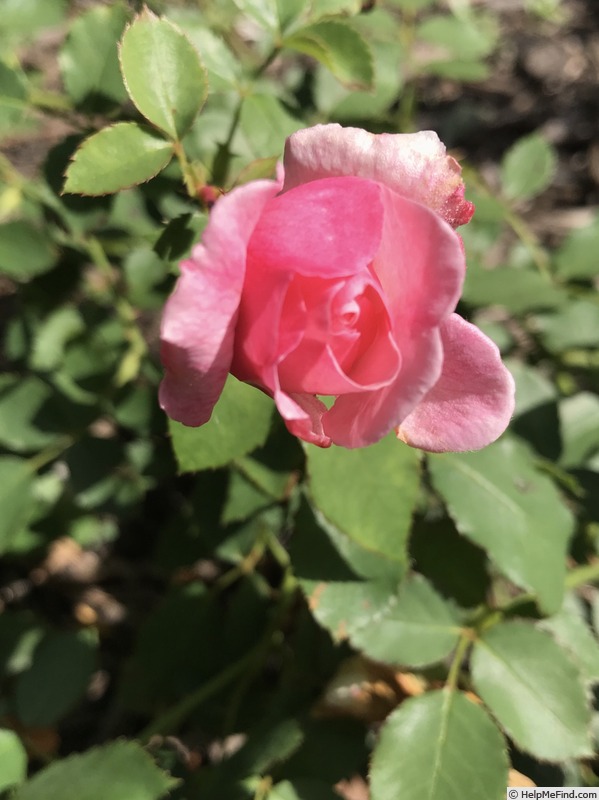 'Pink Stunner' rose photo