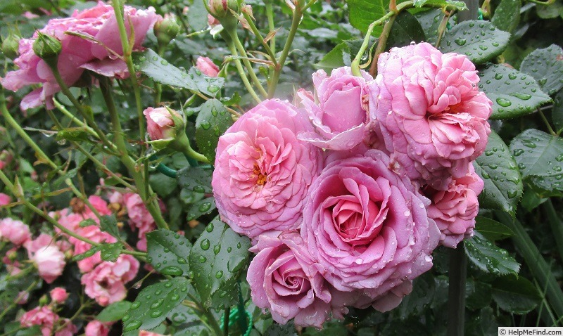 'Mamiethalène®' rose photo