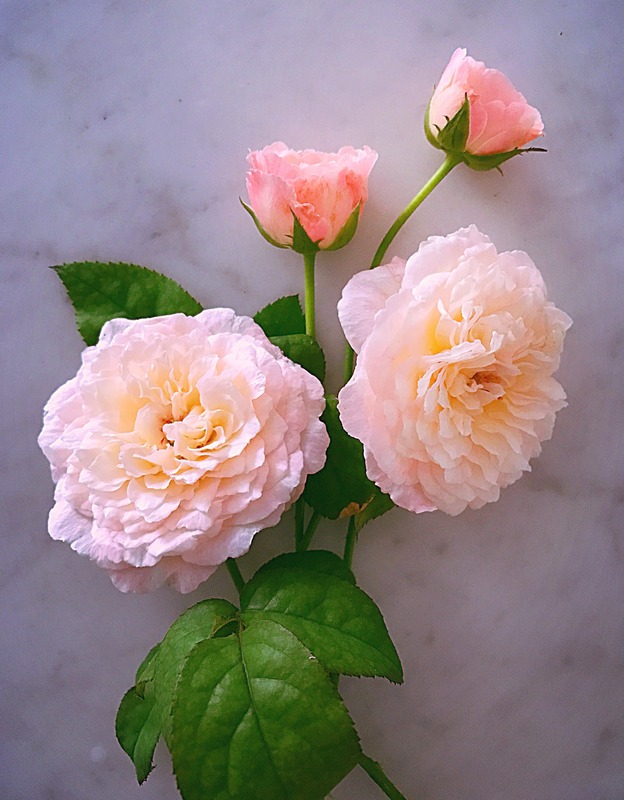 'Tamaki-Misora' rose photo