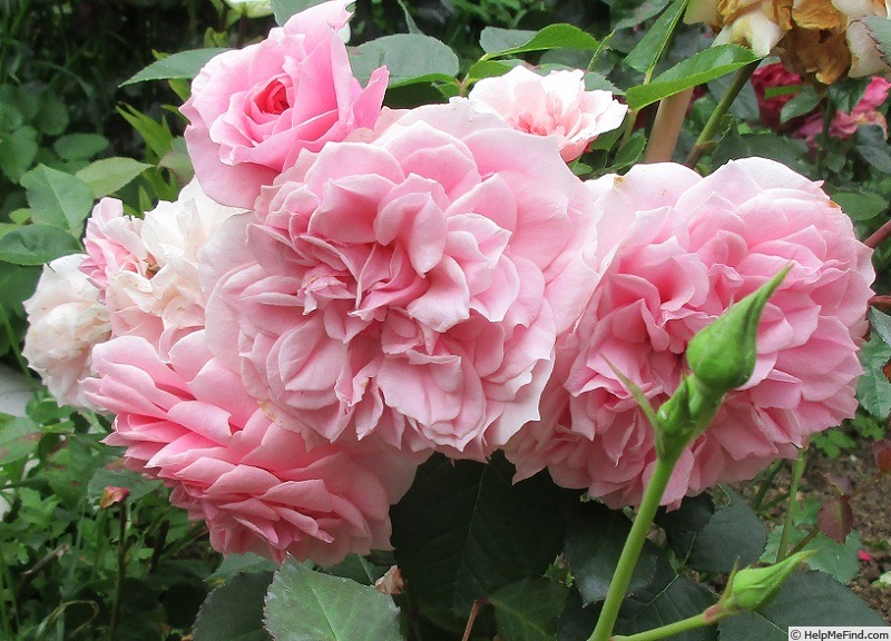 'Dunham Massey' rose photo