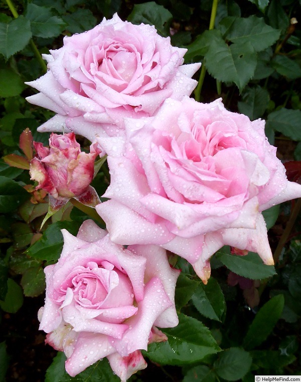'Lamartine à Tresserve®' rose photo