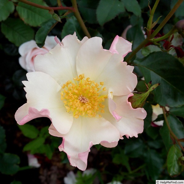 'Marie Bonnafoux-Buisson®' rose photo