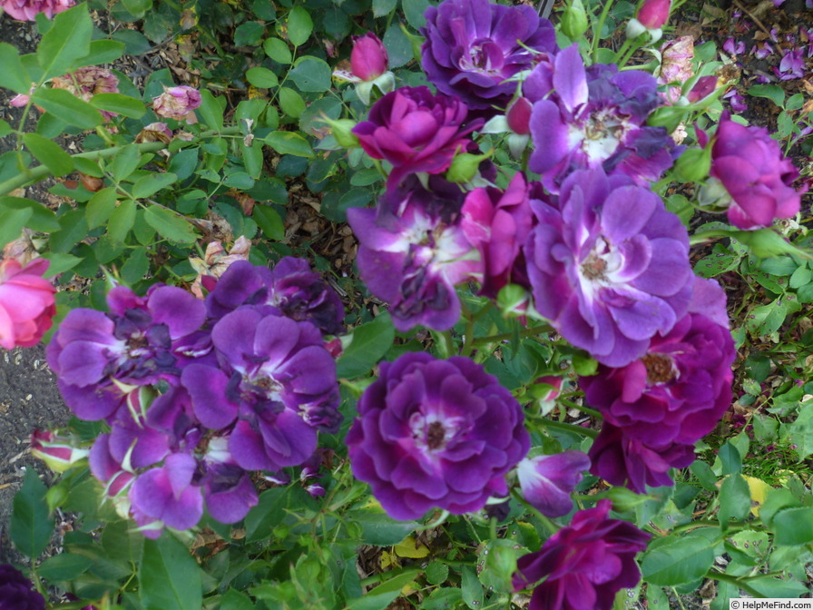 'Midnight Blue ™' rose photo