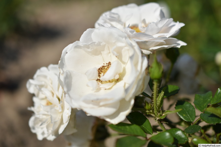 'Hella (climber, Kordes, 2003)' rose photo