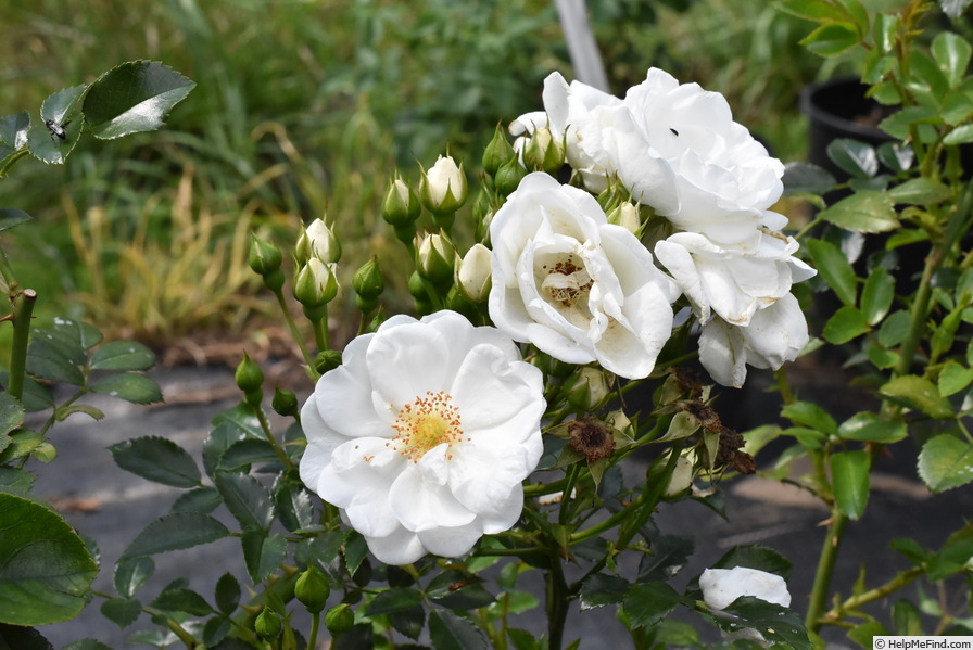 'Innocencia ™ (floribunda, Kordes, 2002)' rose photo