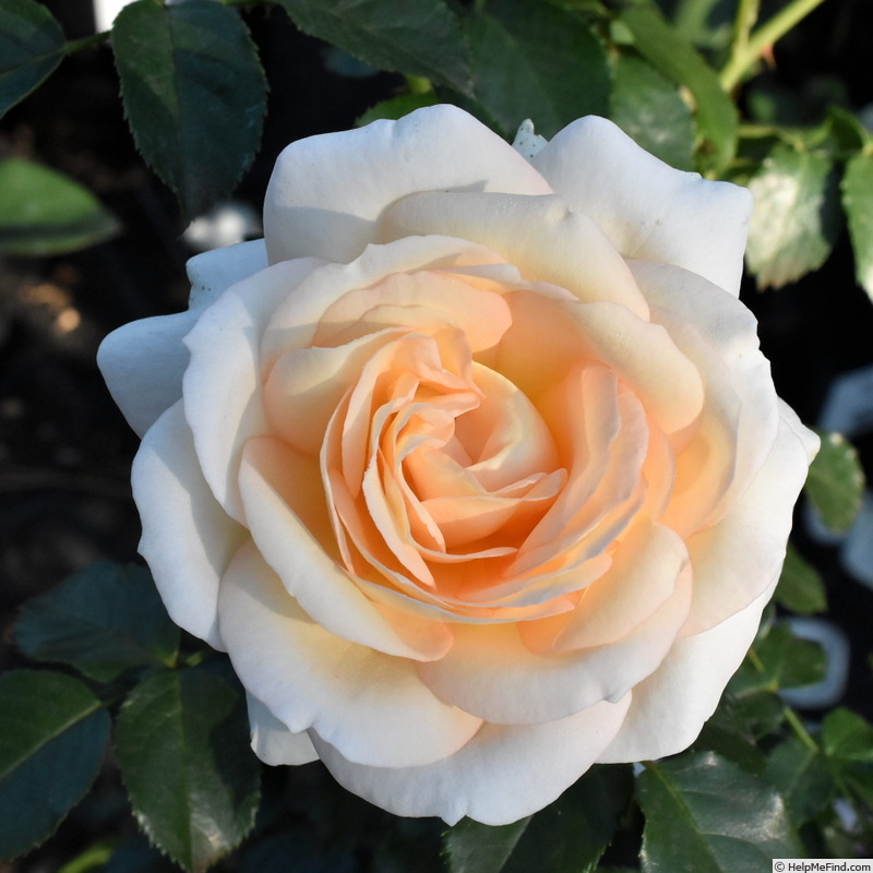 'Marie Antoinette® (floribunda, Evers/Tantau, 2003)' rose photo
