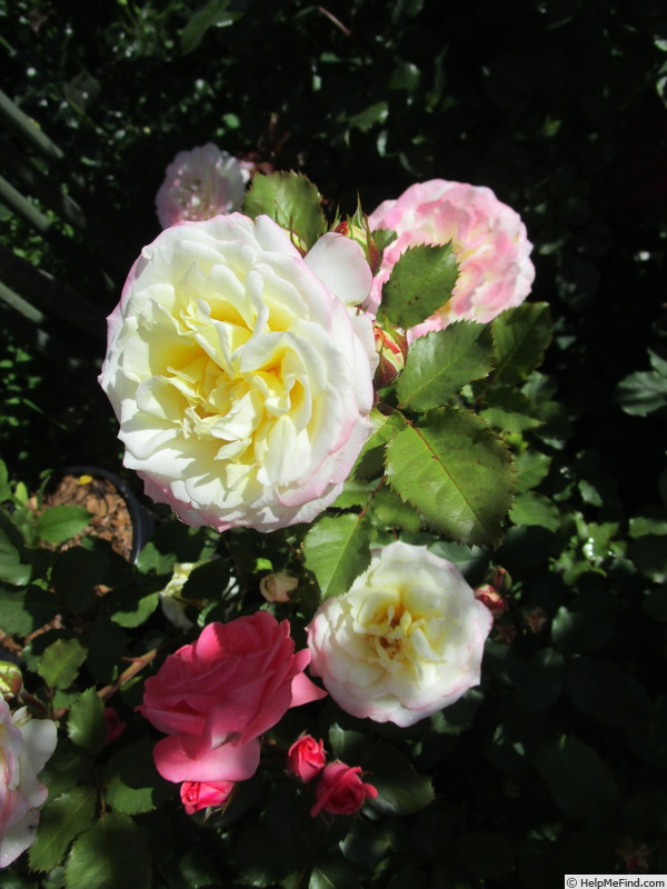 'Aurore de Jacques-Marie ®' rose photo