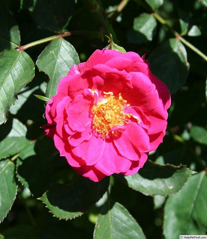 'Virginian Smoocher' rose photo