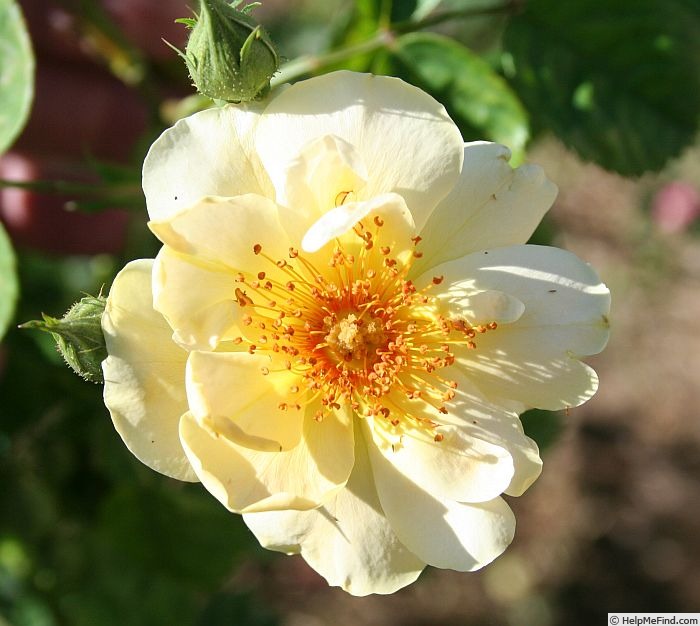 'Virginian Soft Yellow' rose photo