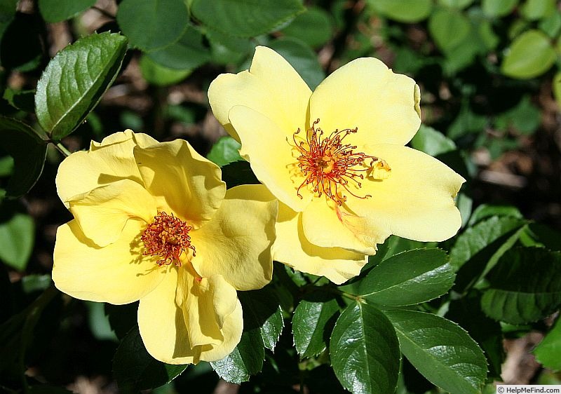 'Virginian Buttercup Yellow' rose photo