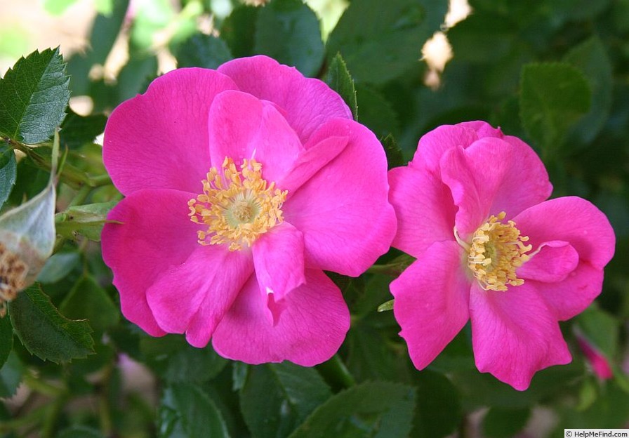 'Virginian Ballerina' rose photo