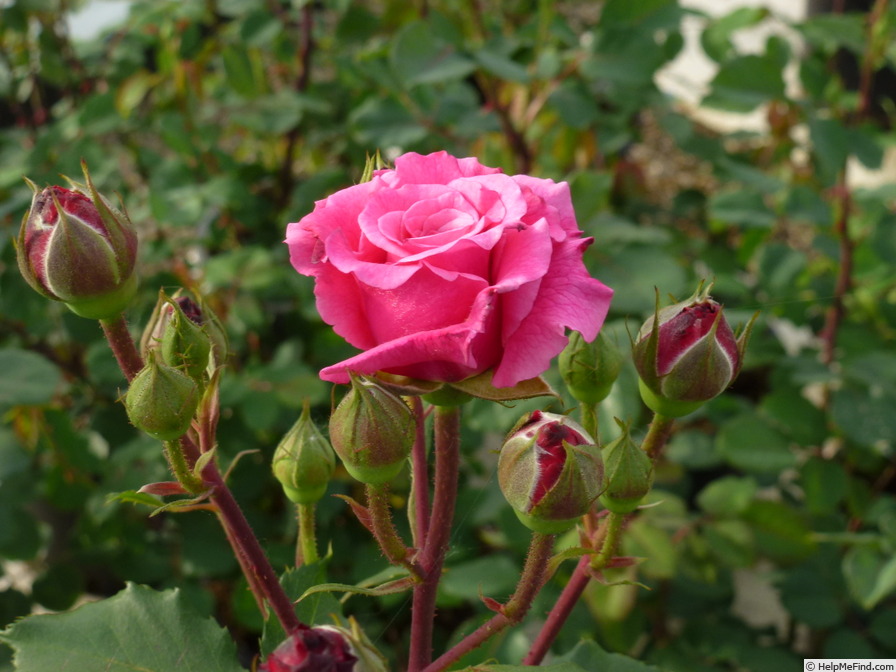 'Mariella Calderoni Clg' rose photo
