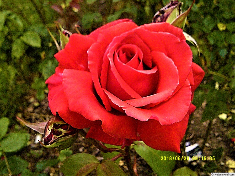 'Fragrant Cloud (hybrid tea, Tantau 1963)' rose photo